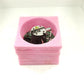 Carestream Vita Flex Head Retention Laser Head Assy AS000967 REV 03